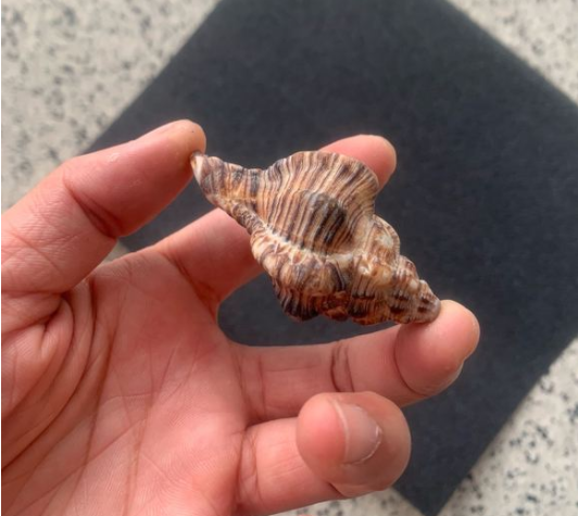 翡翠|盘海螺包浆过后也是绝绝子！