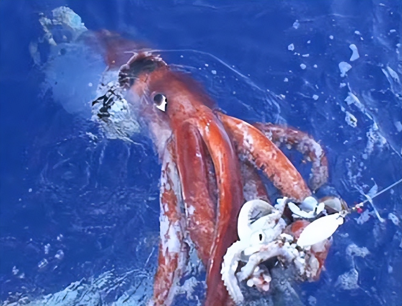 大王乌贼|为什么人们不吃大王乌贼？揭秘其中的真相