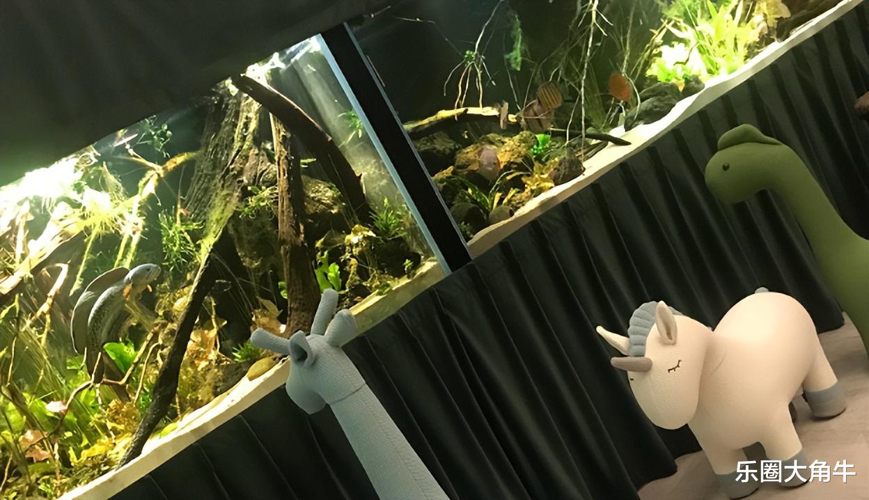 “水哥”这么完美，为何也会离婚了？