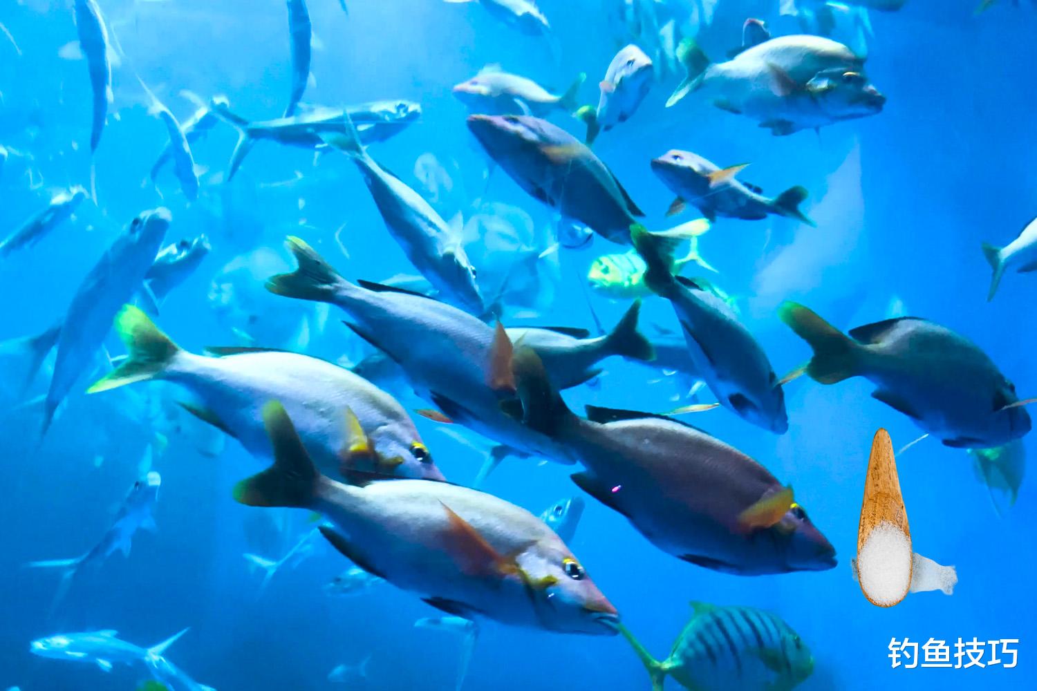 海钓|海钓鱼饵需要加盐？海鱼喜欢吃盐的3个原因