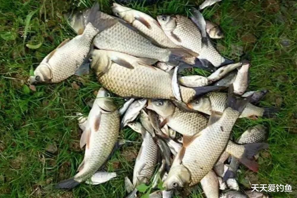 图解七星漂调漂方法，自然水域野钓鲫鱼，这种钓法最是犀利