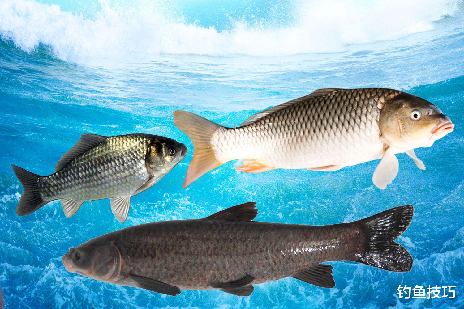 饵料|野钓时如何寻找鱼窝？野钓寻找鱼窝的4个技巧