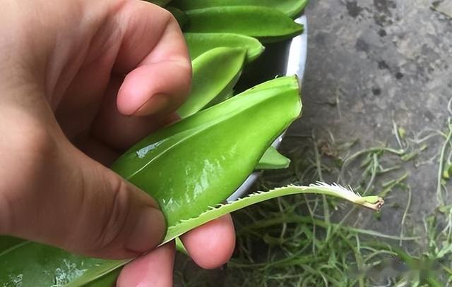 刀豆|這種蔬菜有毒，農(nóng)村卻常拿它來做家常菜和腌菜，而如今為何消失？