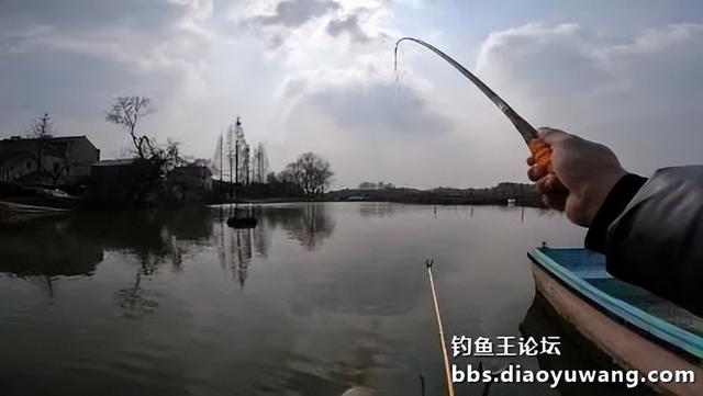 鲫鱼|今晚吃鱼酒米做窝,果然“不差鱼”