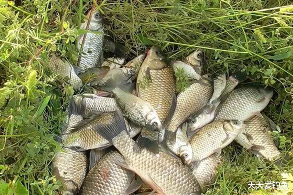 鱼竿|钓鱼不钓草,未必瞎胡跑!夏季钓草4不钓