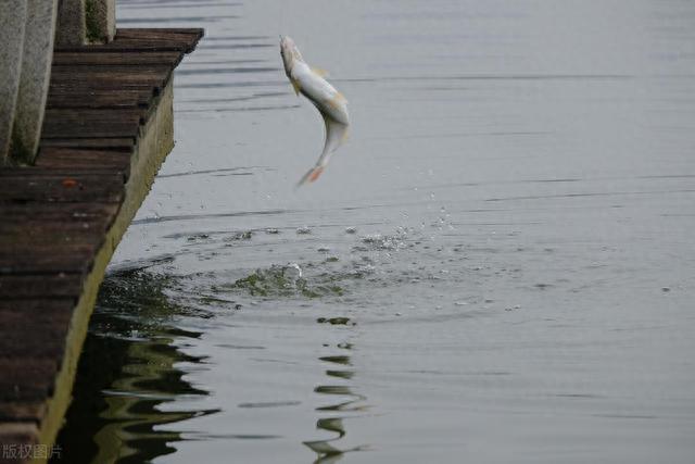 初秋夜钓,很多因素都会影响上鱼!牢记这四招,鱼获有保证