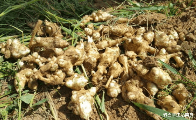 |秋天，吃南瓜土豆不如吃它，脆嫩爽口，正大量上市，季节性很强，分享3种做法，别错过！