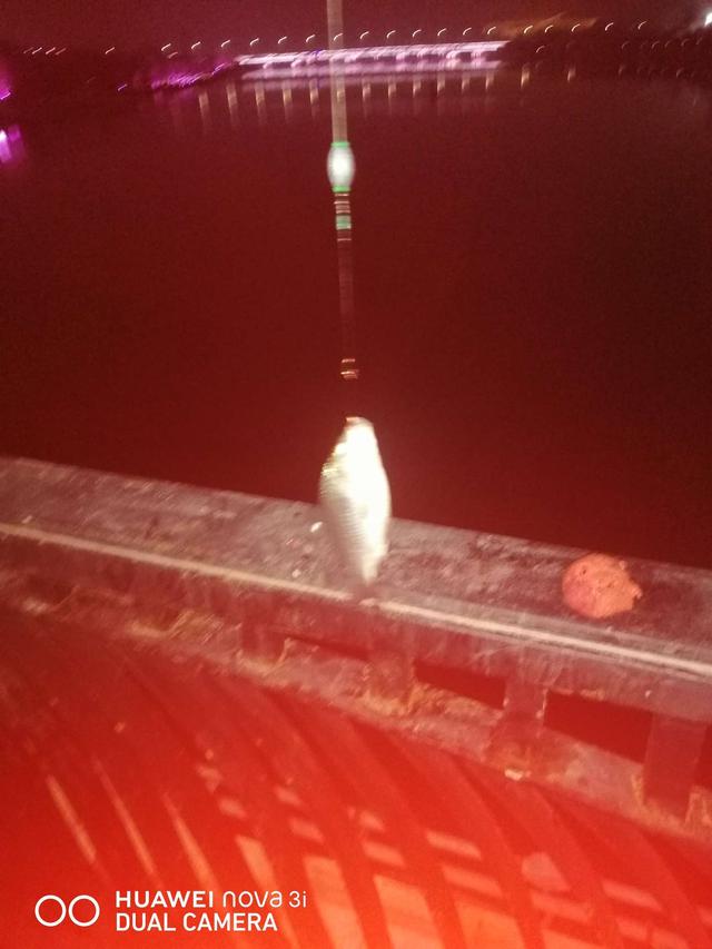 |夜战桥头，筏竿战板鲫。