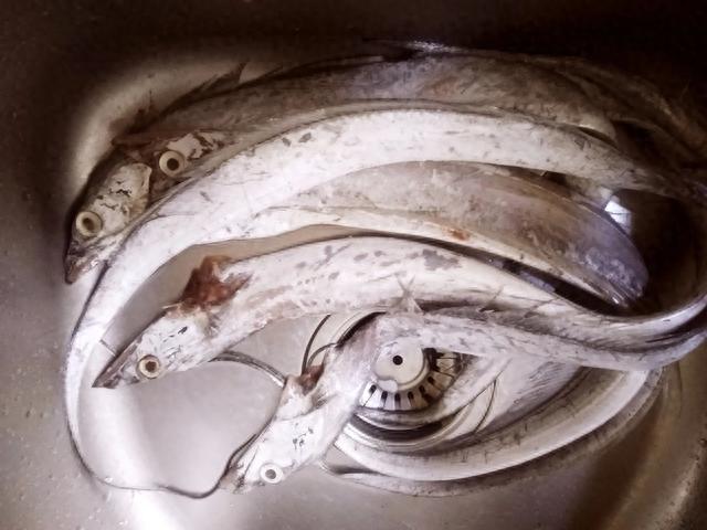 秋刀鱼|日本人喜欢的秋刀鱼,为何不受我们待见?鱼贩:4个原因很现实