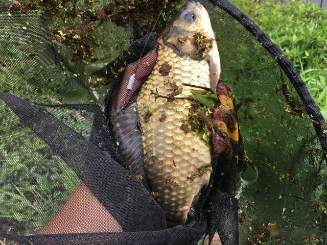 饵料|都说神仙难钓午时鱼,其实找对方法,依然可以开启连杆模式!