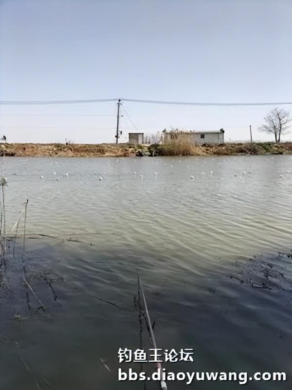 |珍珠塘喜获黄金鲫