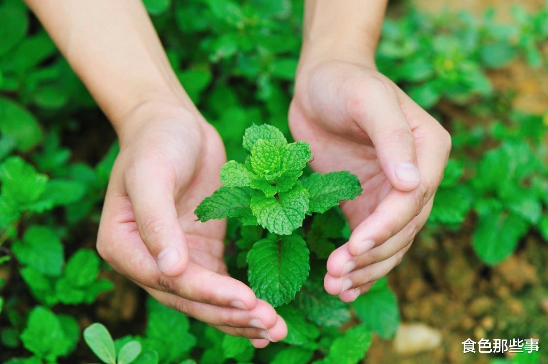 食材|希腊美食密码:盘点希腊人一生必吃的30种基本食材