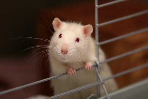小鼠模型：揭示脂肪代谢与营养不良之关联的关键工具