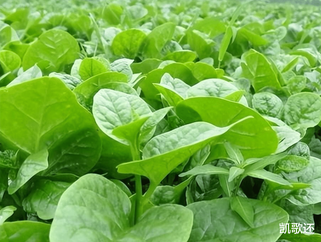 蕺菜|中国“最难吃”的五种蔬菜，尤其前三种争议最大，全爱吃的是牛人