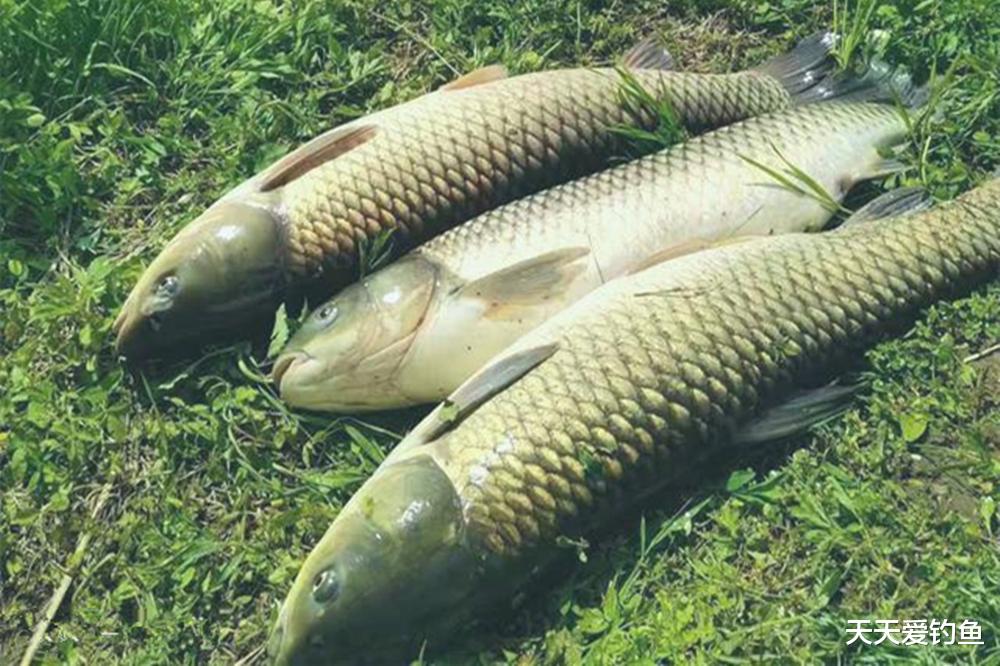渔民|夏天钓草鱼,几个特效饵料配方,钓大草鱼一点不难