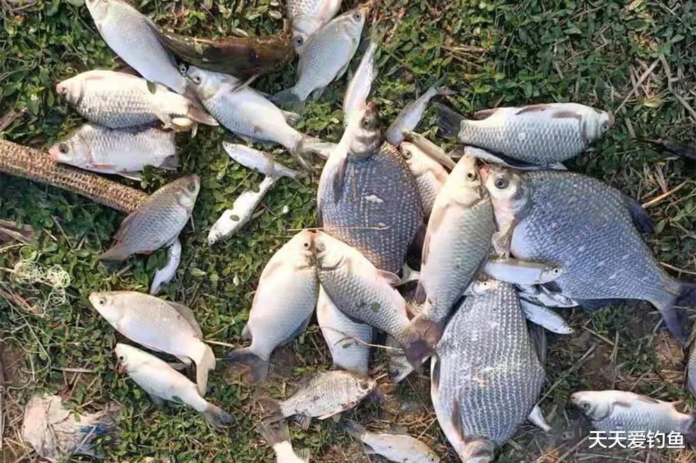 鳊鱼|钓鱼技巧:离底“反”着钓,爆护更轻松