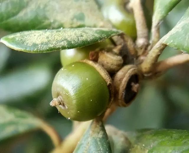 闺蜜|曾经是人们的主食,一棵结果数百斤,如今为何掉一地没人要?