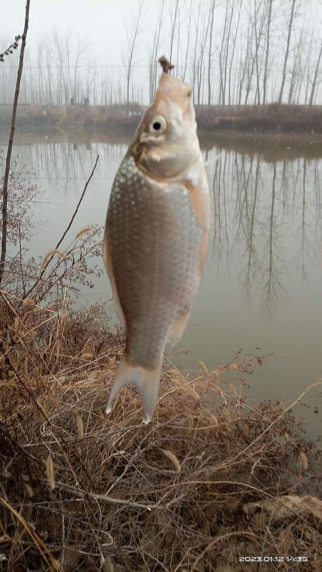 寒潮|冬钓寻着规律走，寒潮欲来出好口