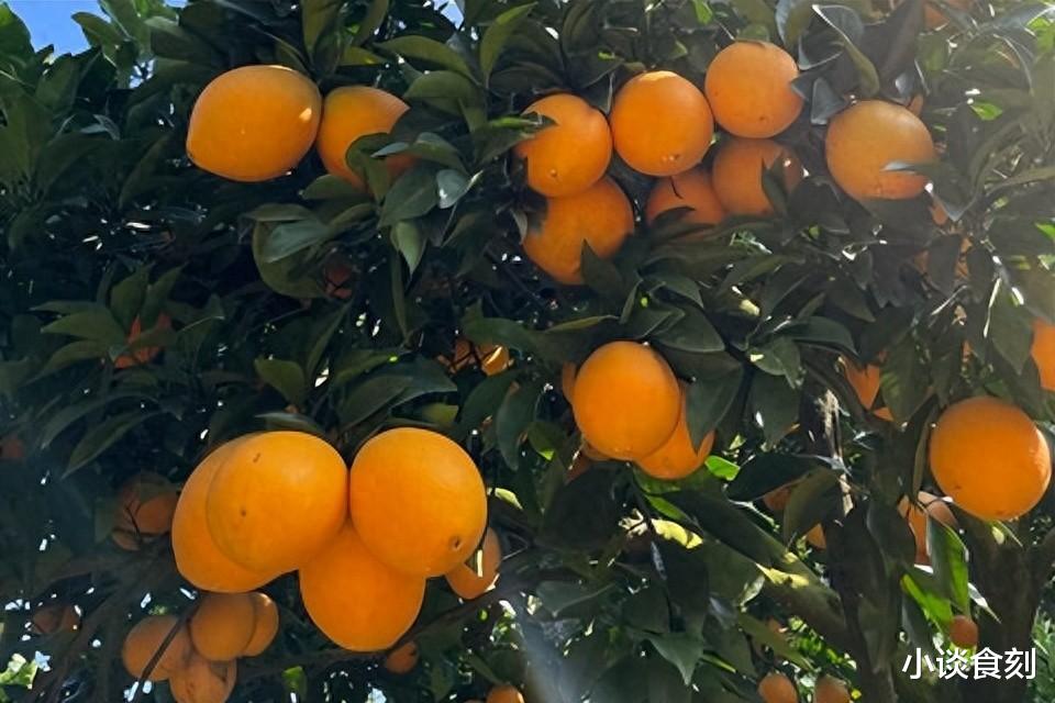 水果|同样是赣南脐橙,产地采摘4元1斤,卡车摊却10元4斤,啥原因?