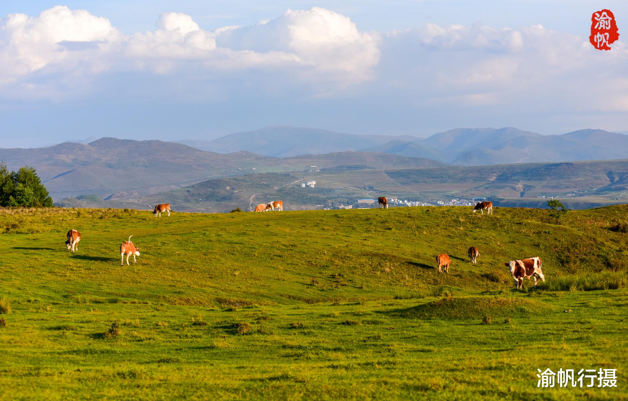 草原|中朝边境的高山草原，牛羊成群美如画卷，朝鲜第三大城市尽收眼底