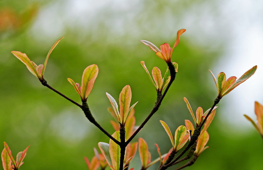 招聘|猫巫先生十二星座周运2023年1.30-2.5:开工大吉