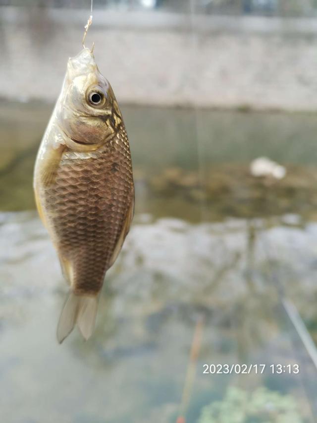 饵料|【钓鱼之家虾粉】放开70天第一钓，虾粉助我过足了瘾！