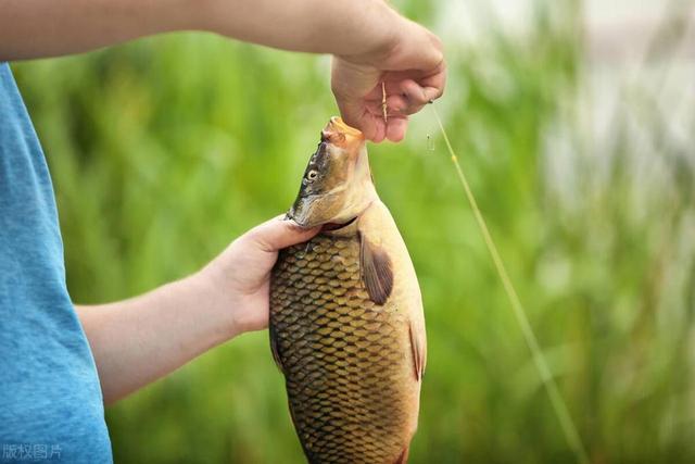 冬钓鲫“人找鱼”,打窝最关键!用这几招实用方法,快速连竿上鱼