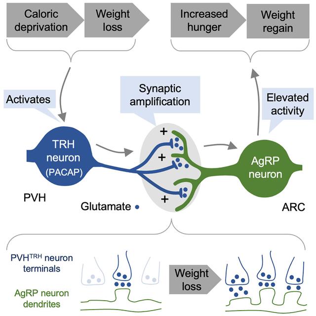 大脑 新发现可能使减肥和保持体重的过程变得更加容易