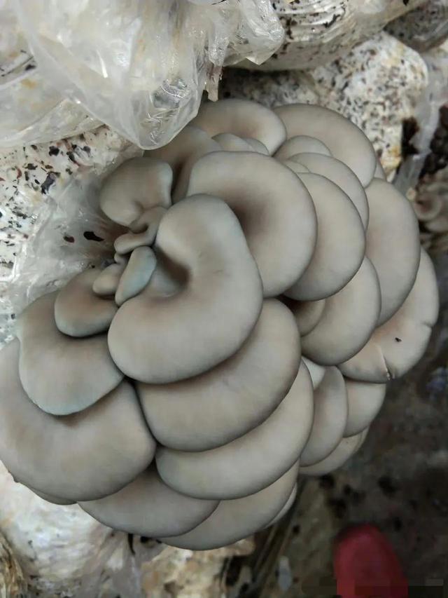 黄奕|微博之夜尴尬多：白鹿穿得像平菇，黄奕像双开门冰箱，杨紫最尴尬