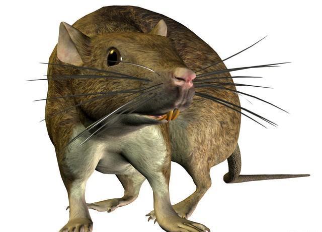 鸭脖|“鸭脖”学校菜里又吃出超级大青虫，这次不是鸭脖，是一个泡椒！