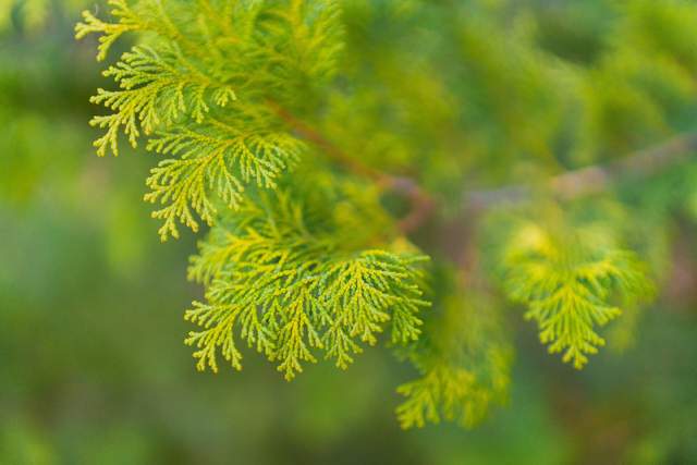 适马|适马 50mm F1.4 DG DN 发布：紧凑瘦身细化是基础，告别焊马时代