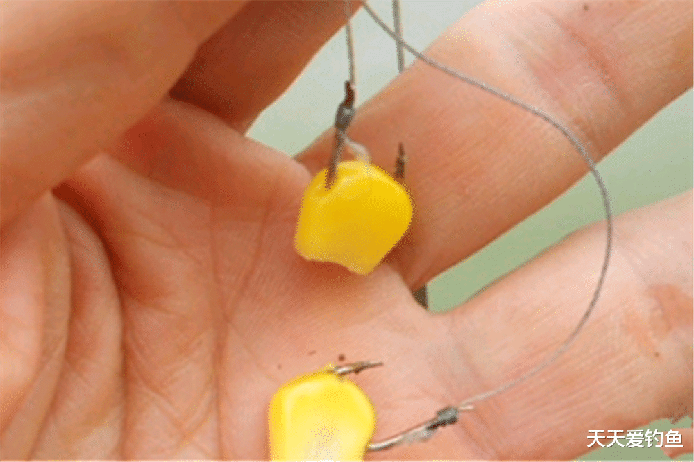 饵料|草鱼不咬钩?是你挂饵的方法不对,换个方法连竿上鱼