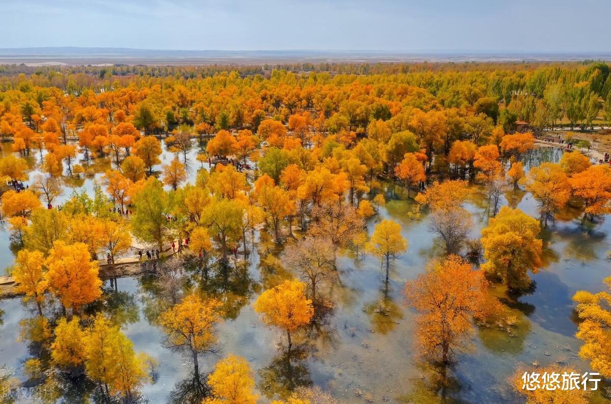 景点推荐|秋天想去看胡杨林，这些遍布西北的金色森林，该怎么选？