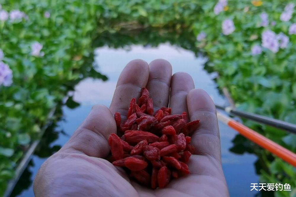 三伏天钓草鱼,最好用的3种饵料,大小草鱼排队咬钩