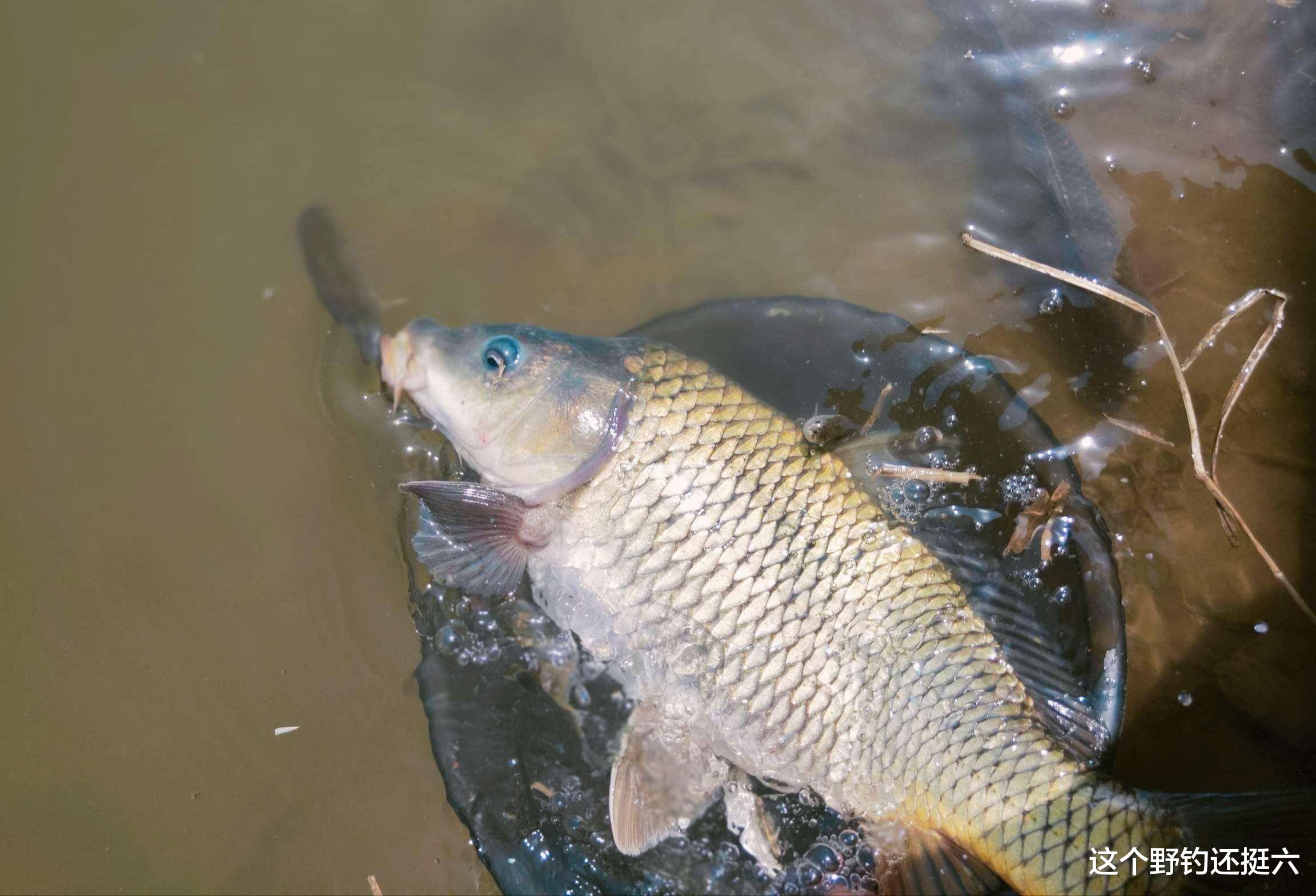 钓获鲤鱼几率大的两种现象，一定不能错过！钓鲤鱼有时无需太刻意