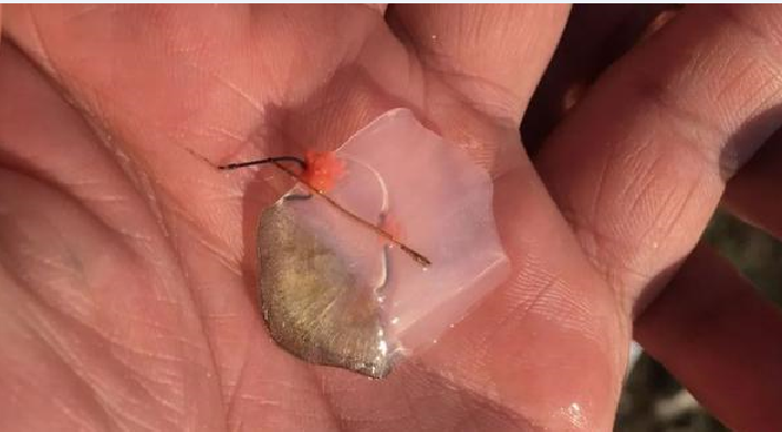 |钓鱼靠运气？不吹不黑，钓不住鱼别总归罪于运气差