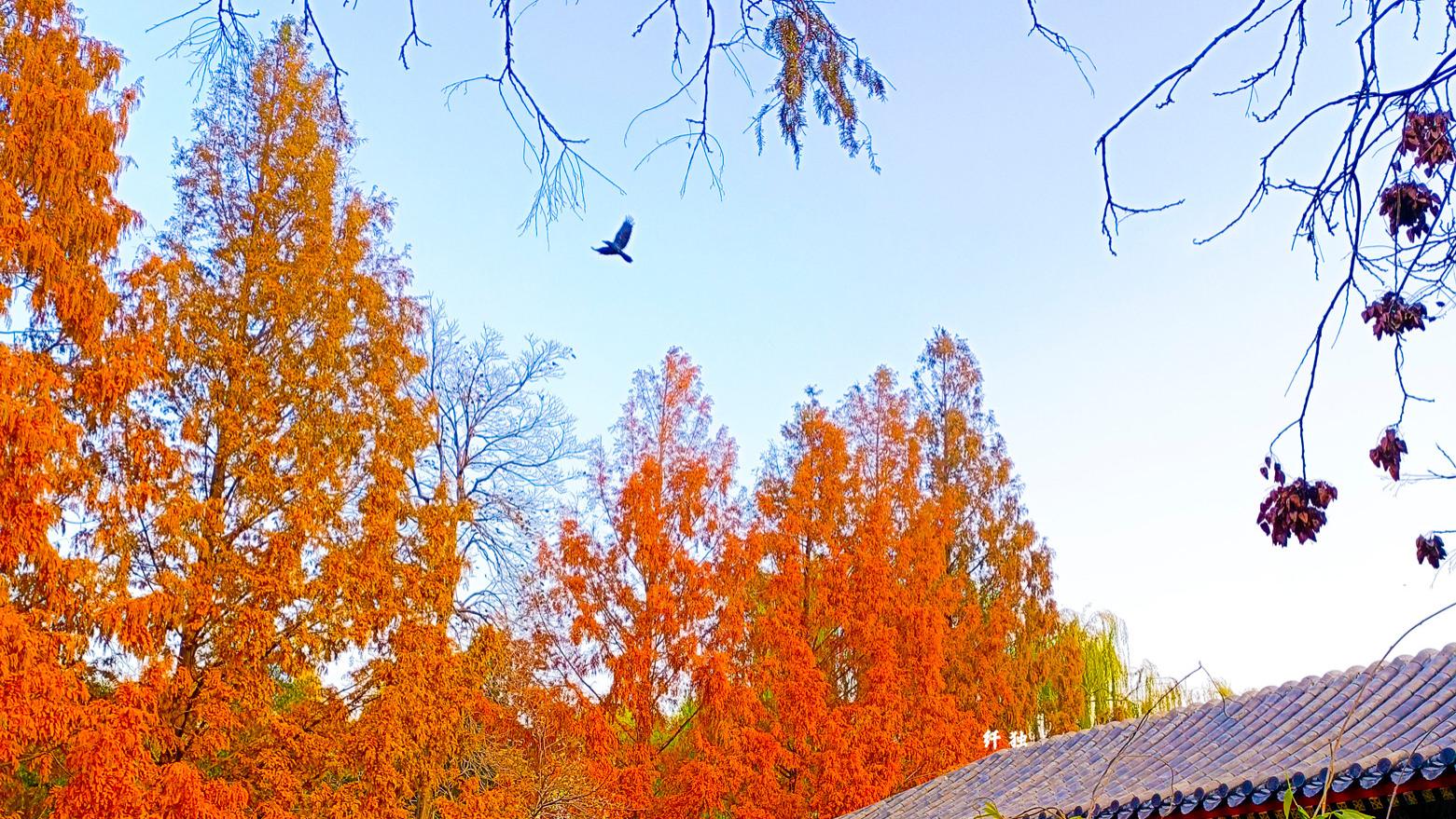 |中山公园水榭的秋日，银杏和水杉相映衬