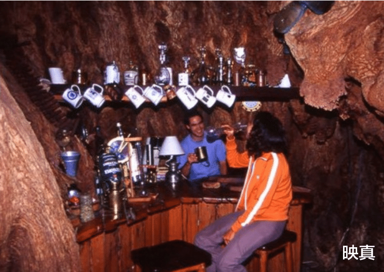 酒吧|世界上“最大”的树，已经存在了6000多年，里边可以开酒吧