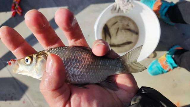 路亚竿|【钓鱼之家虾粉】冬去春来又到钓鱼季