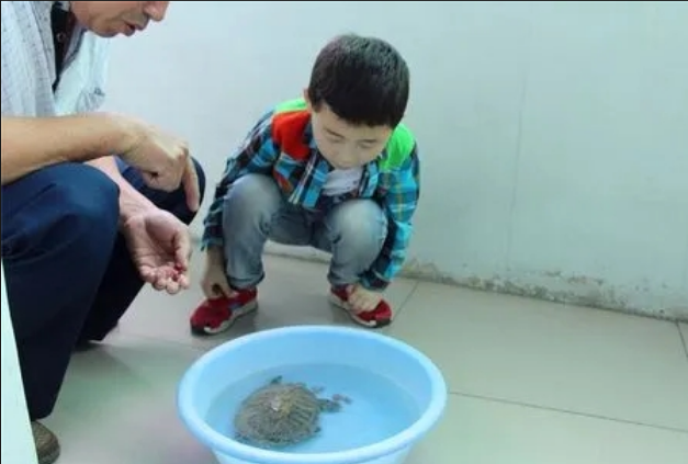 甲鱼|乌龟是否具备可食性？其食性喜好有哪些？如何进行乌龟的钓捕？