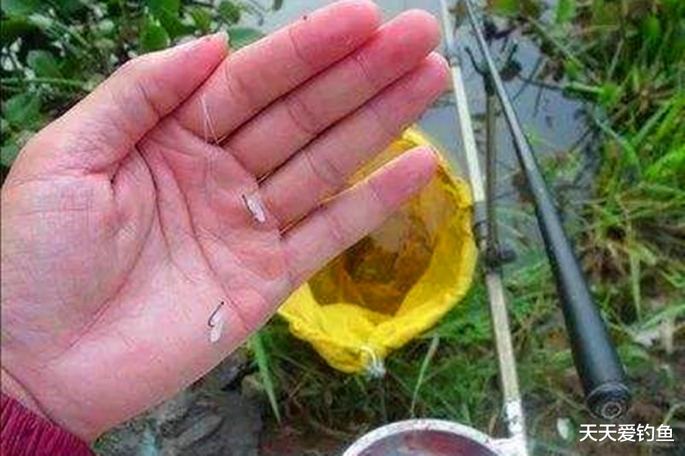 鲫鱼|晚春钓鲫鱼,用几款自制“素饵”,小鱼不沾专攻大鲫鱼