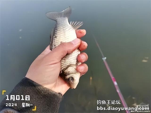 2024首钓爆护全放流,彰显地狱猫之大气