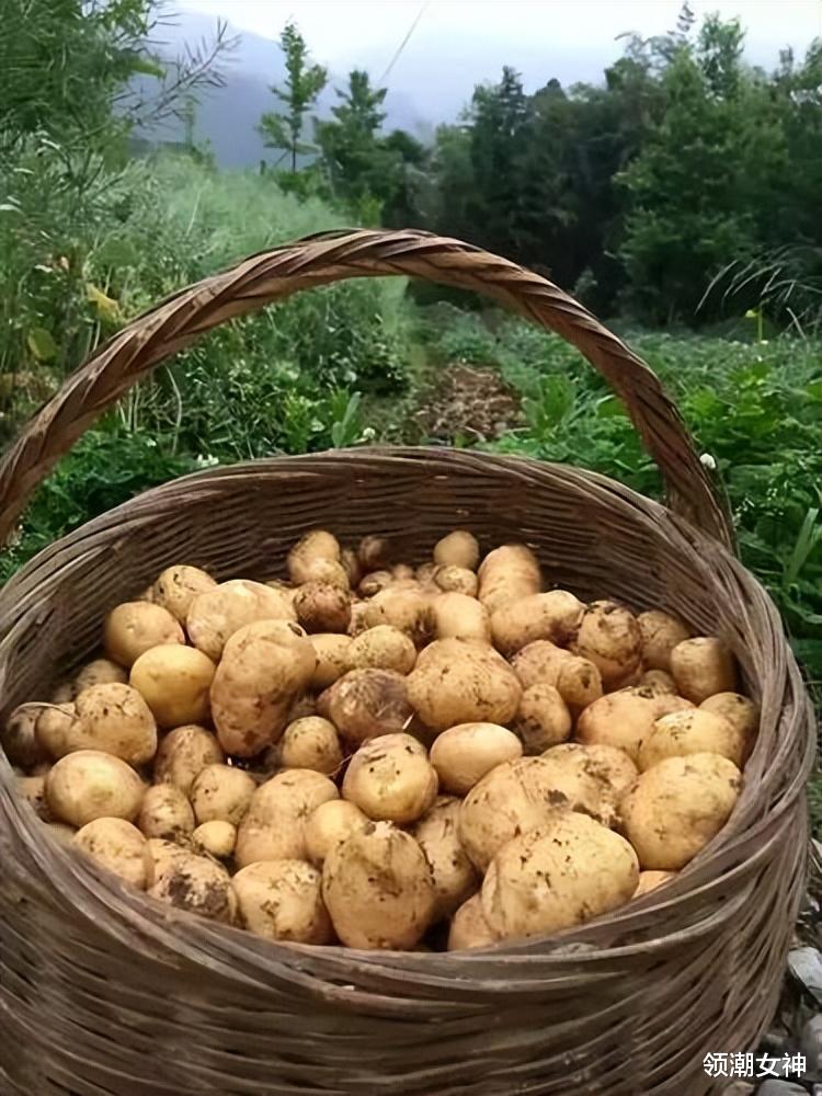 食材|冬季进补，吃大鱼大肉不如吃它，维C含量高，养胃助消化，别不懂吃