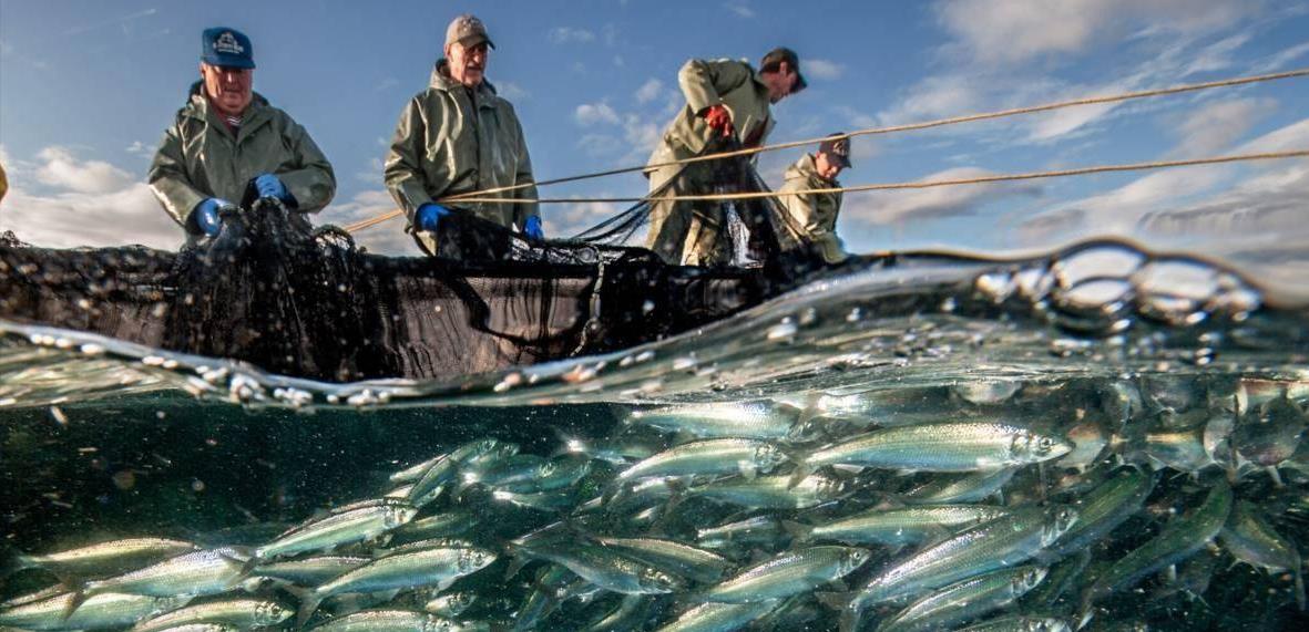 其余三大渔场与纽芬兰渔场形成过程相似,目前状态最好的是日本北海道