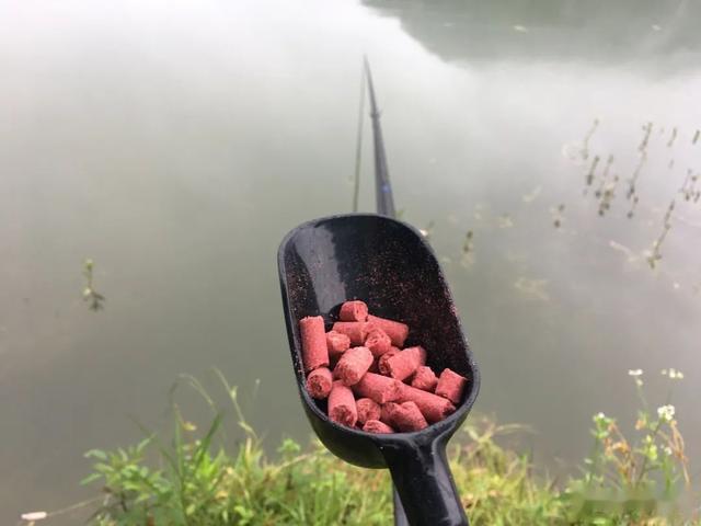 鲤鱼|钓草鱼这2种方法才狠!黑坑盘老板必备的技能