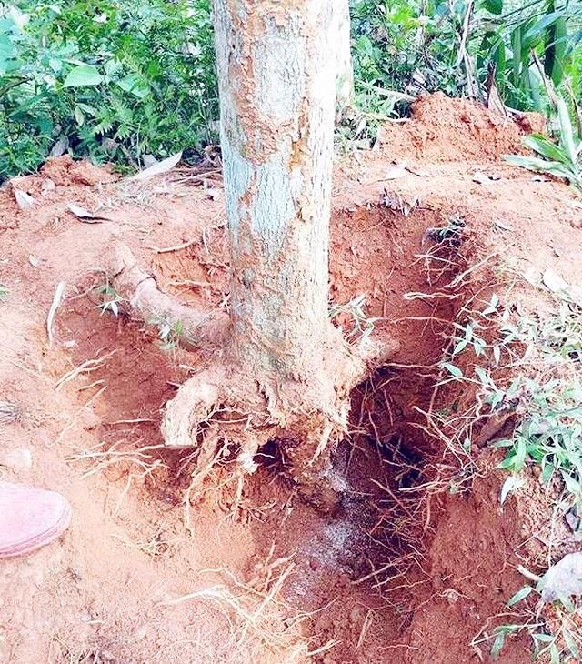 |20万赌黄花梨木头,居然一文不值,当场崩溃