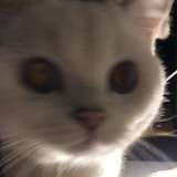 奋发言子