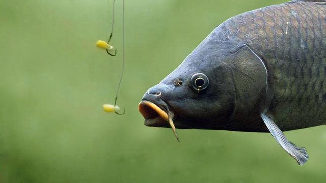 打窝后要过段时间才钓，并不是仅为了聚鱼，这个更关键也更重要