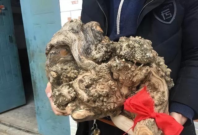 枯木逢春之崖柏陈化瘤打磨全过程