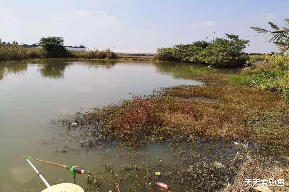 鲫鱼|春季钓浅滩,9成鲫鱼在5种浅水,找准位置下竿就上鱼
